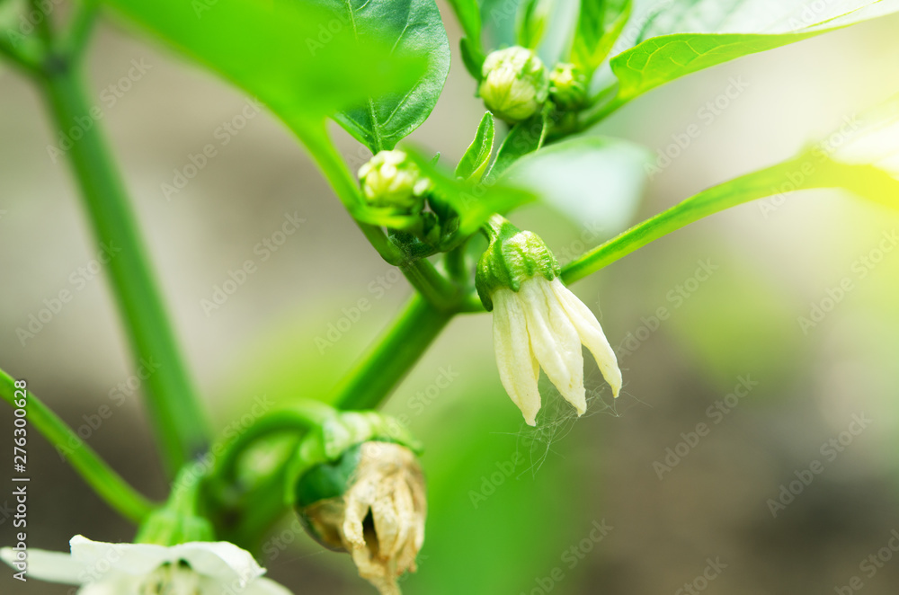 Cultivation of bell peppers in a greenhouse. - Image Cultivation of bell peppers in a greenhouse. - Image