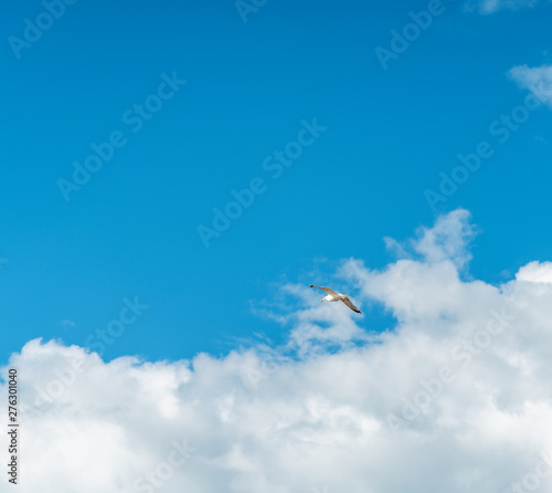 Beautiful white seagull flying against the blue sky and white clouds, freedom and flight concept