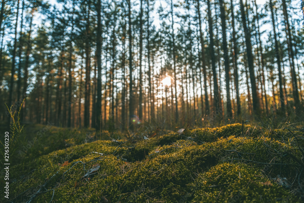 Obraz premium Beautiful landscape, sunset in the dense pine forest, the beauty of northern nature