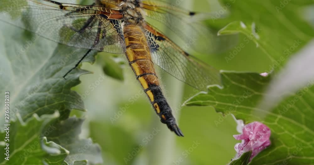 a two-spotted dragonfly sits on the leaf of an opium poppy. It pumps his tail, camera tilts up. a two-spotted dragonfly sits on the leaf of an opium poppy. It pumps his tail, camera tilts up.