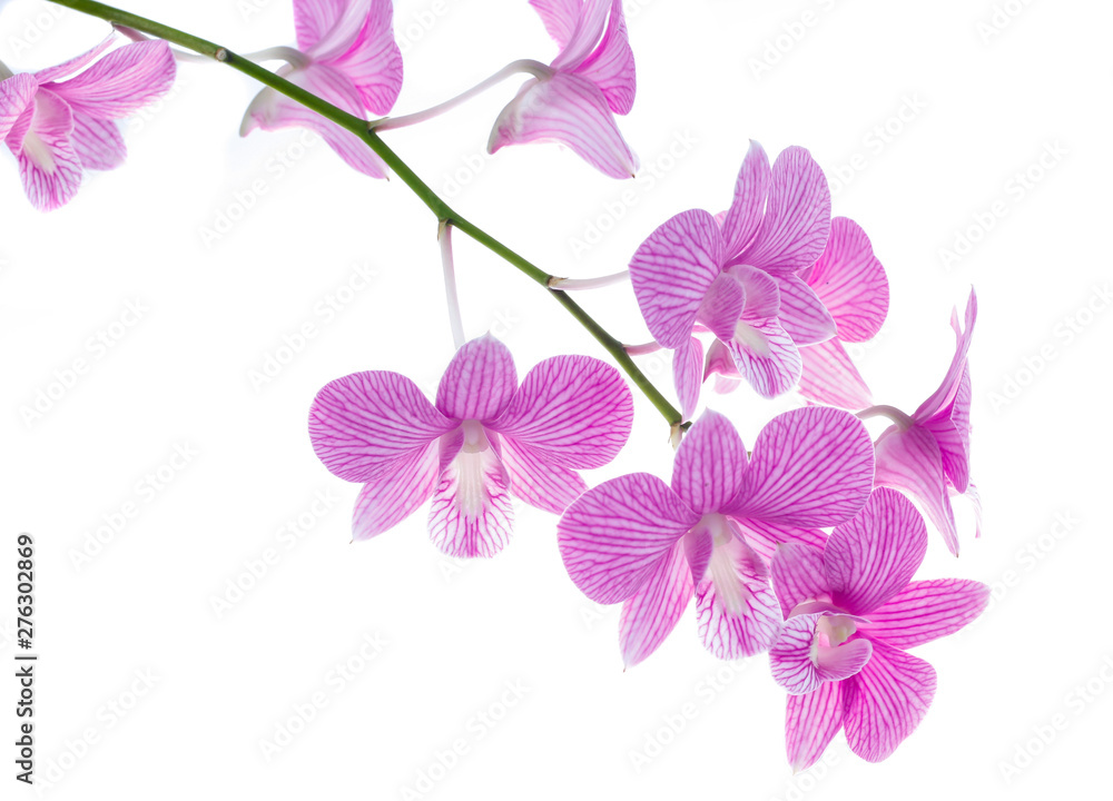 Obraz premium pink orchid flowers isolated on white background