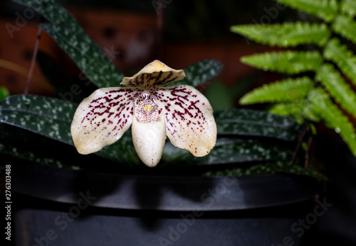 Paphiopedilum godefroyae. Paphiopedilum orchid flower or Lady's Slipper orchid, The flowers of which has a lip that is a conspicuous slipper-shaped pouch. photo