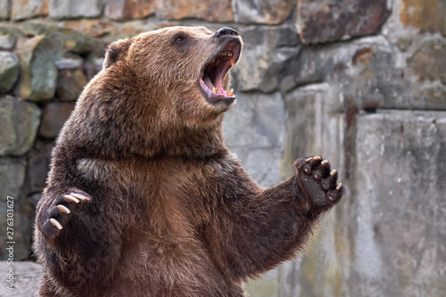 Brown grizzly bear. widely open mouth.