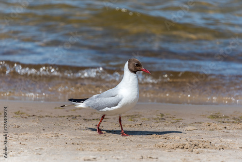 Black Headed Seagull on a Baltic Sea Beach on a Sunny Day