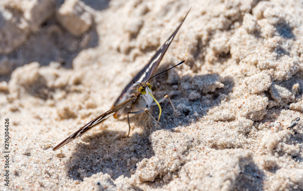 Closeup of a Butterfly on a Sandy Beach on the Baltic Sea Closeup of a Butterfly on a Sandy Beach on the Baltic Sea