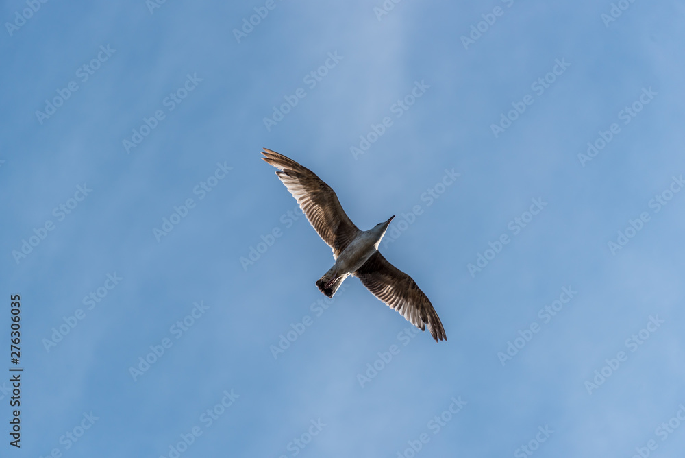 Seagull Flying in a Partly Cloudy Sunny Blue Sky Seagull Flying in a Partly Cloudy Sunny Blue Sky