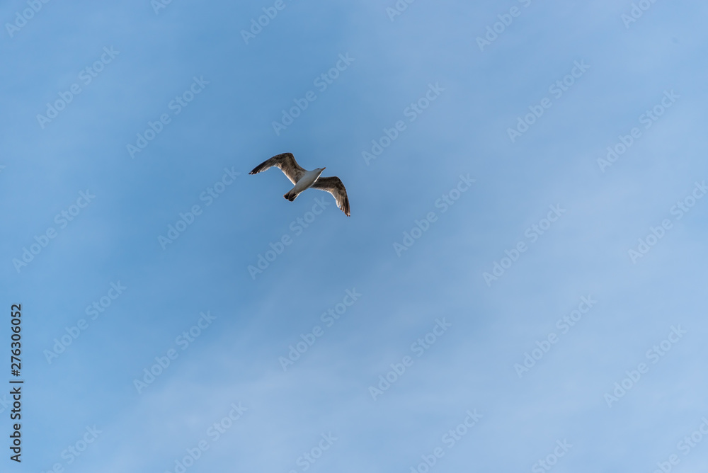 Seagull Flying in a Partly Cloudy Sunny Blue Sky Seagull Flying in a Partly Cloudy Sunny Blue Sky