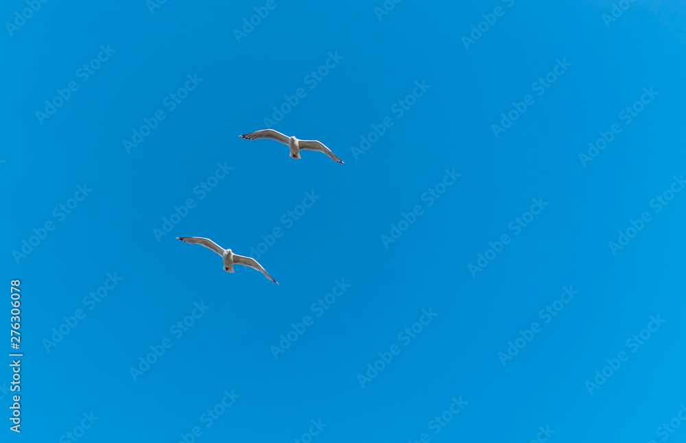 Seagull Flying in a Partly Cloudy Sunny Blue Sky Seagull Flying in a Partly Cloudy Sunny Blue Sky