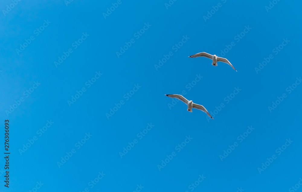 Seagull Flying in a Partly Cloudy Sunny Blue Sky Seagull Flying in a Partly Cloudy Sunny Blue Sky