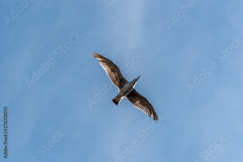 Seagull Flying in a Partly Cloudy Sunny Blue Sky