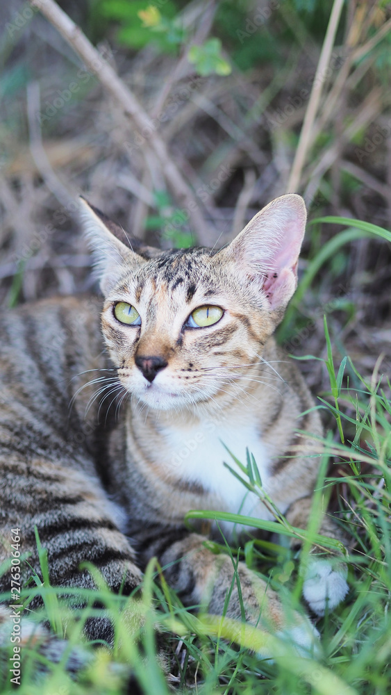 Fototapeta premium close up and selective focus brown cat lying on the garden background