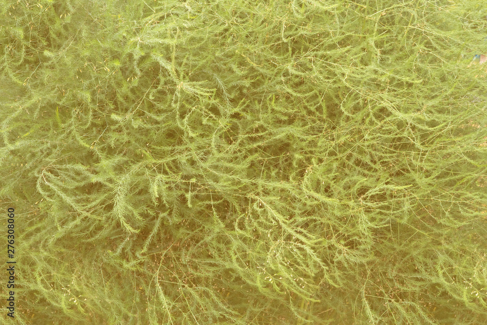 Fototapeta premium asparagus is decorative