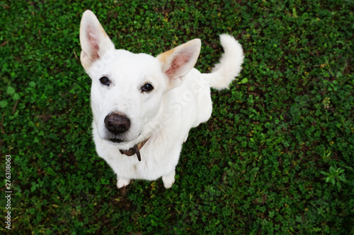Murais de parede White herding dog is looking at you sitting on green grass background