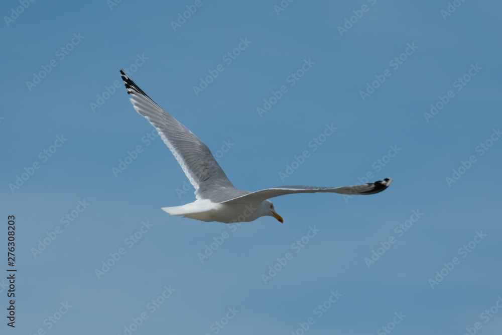 close up of a flying seagull against a blue sky with many details of wings and feathers close up of a flying seagull against a blue sky with many details of wings and feathers