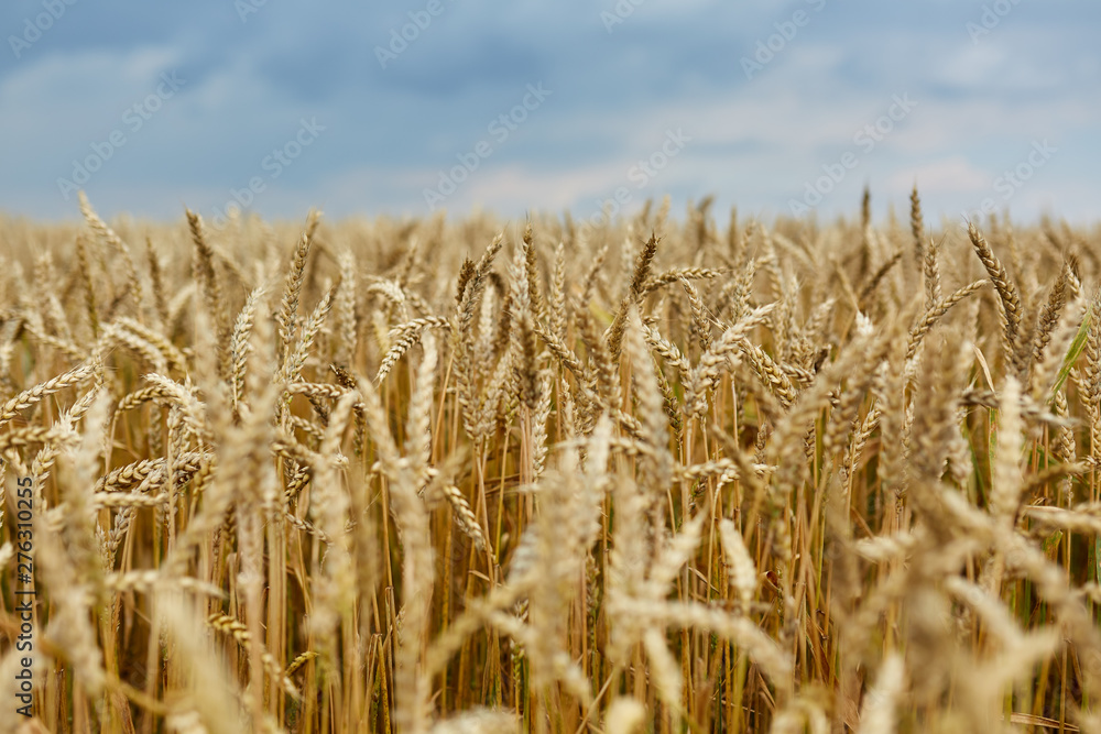 Naklejka premium Ripe wheat closeup