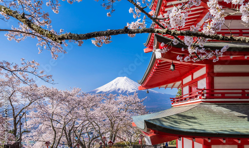 新倉山浅間公園 満開の桜と富士山 / Scenery of 