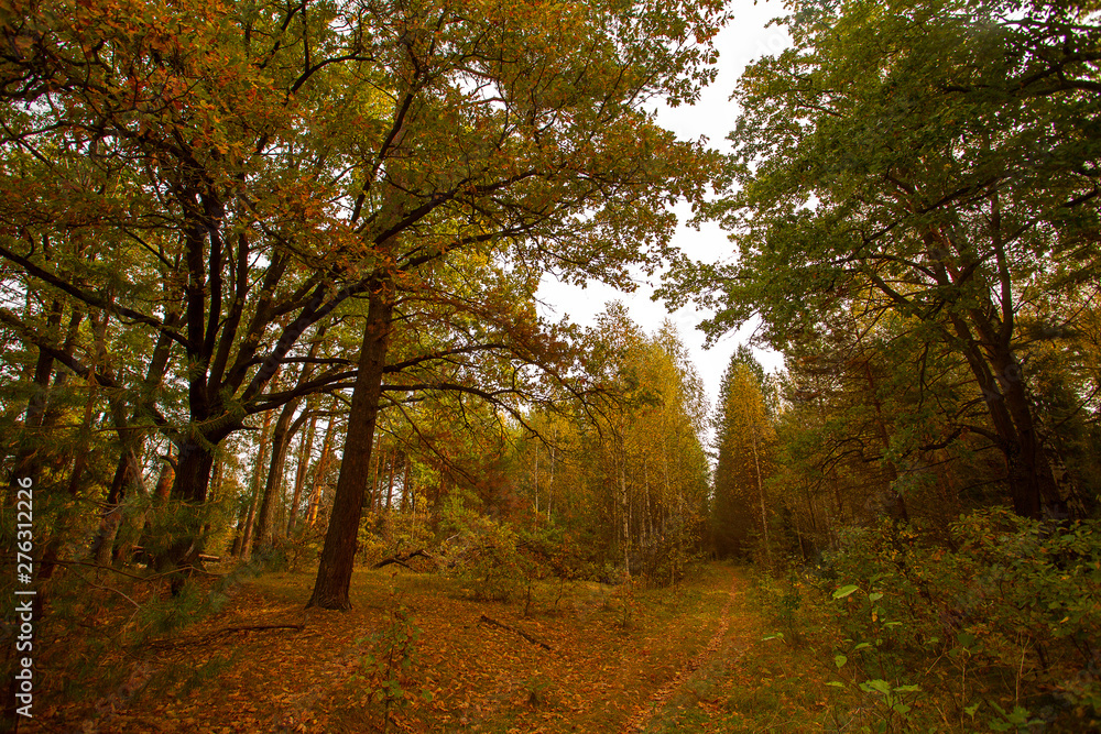 Fototapeta premium autumn beautiful panoramic rural landscape