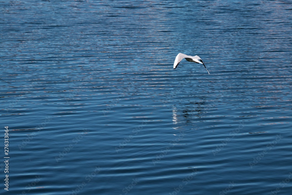 Fototapeta premium Gabbiani