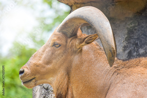 Close-up of the barbary sheep