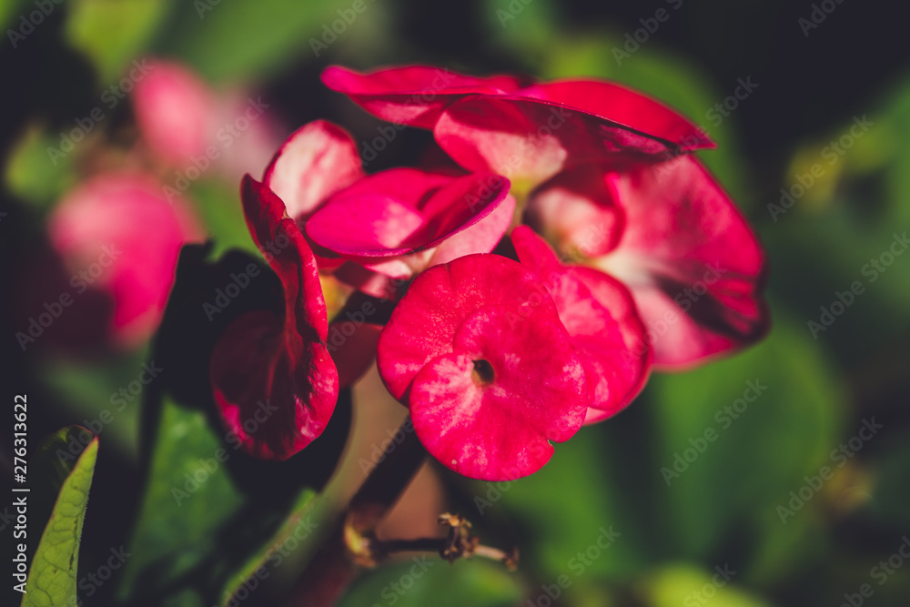 Macro Photography. Colorful flowers in bloom Macro Photography. Colorful flowers in bloom
