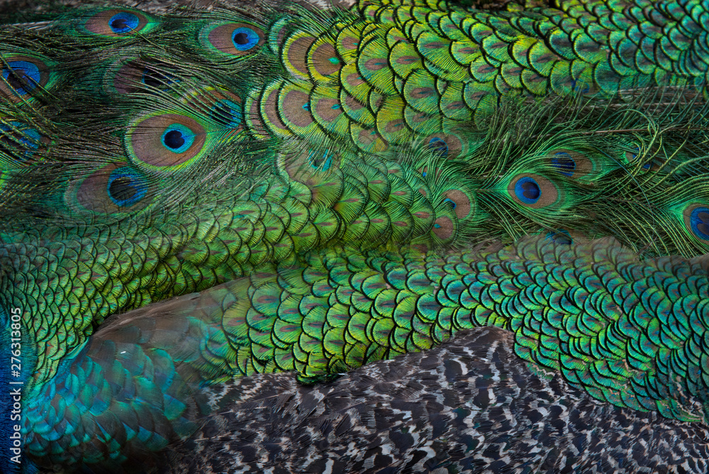 Obraz premium Peacock feathers in closeup (Green peafowl)