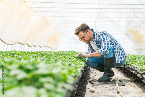 Organic farming concept. Young farmer working at bright greenhouse. photo