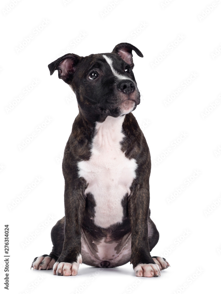 Sweet brindle English Staffordshire Terrier pup, sitting facing front. Looking to the side with mouth closed. Isolated on white background.
