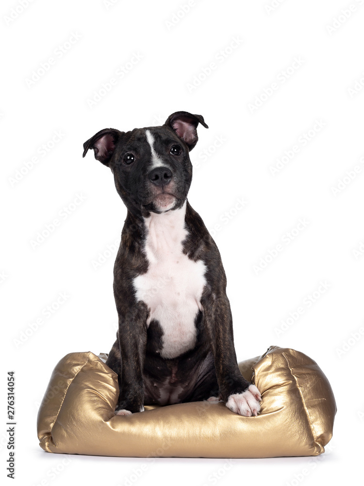 Sweet brindle English Staffordshire Terrier pup, sitting facing front in golden basket. Looking to camera with mouth closed. Isolated on white background. One paw on edge basket.