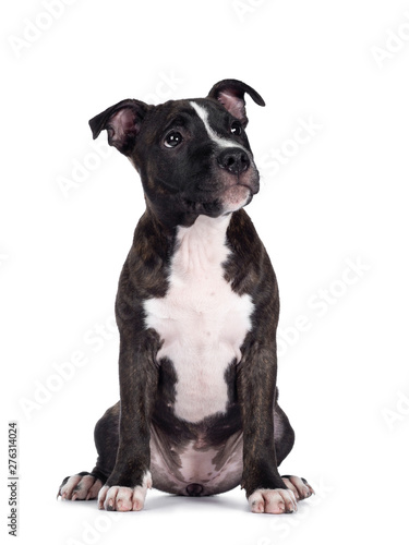 Sweet brindle English Staffordshire Terrier pup  sitting facing front. Looking to the side with mouth closed. Isolated on white background.