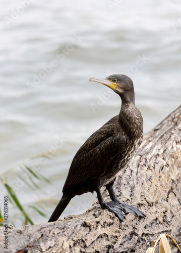 Cape cormorant (Phalacrocorax capensis)