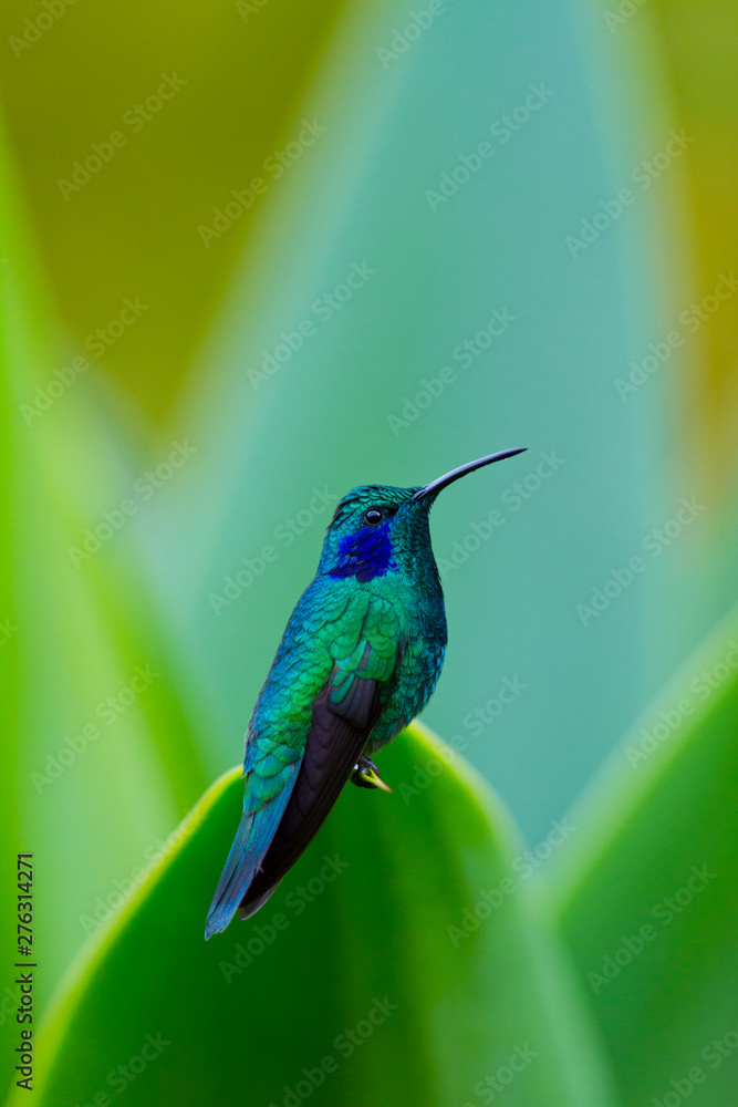 Fototapeta premium Colibri, Savegre River Valley, San Gerardo de Dota Village, Los Quetzales National Park, Talamanca Range, Costa Rica, Central America, America