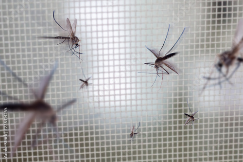 many mosquitoes on insect net wire screen close up on house window