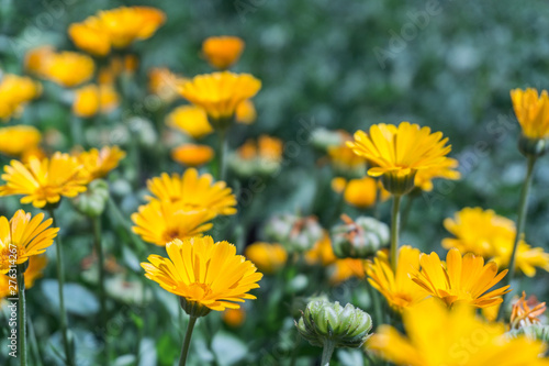 Bright yellow flowers which are called calendula in the field with a blurred background