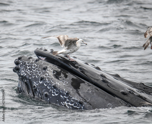 Surfin a Whale - Cape Cod Bay - 2019