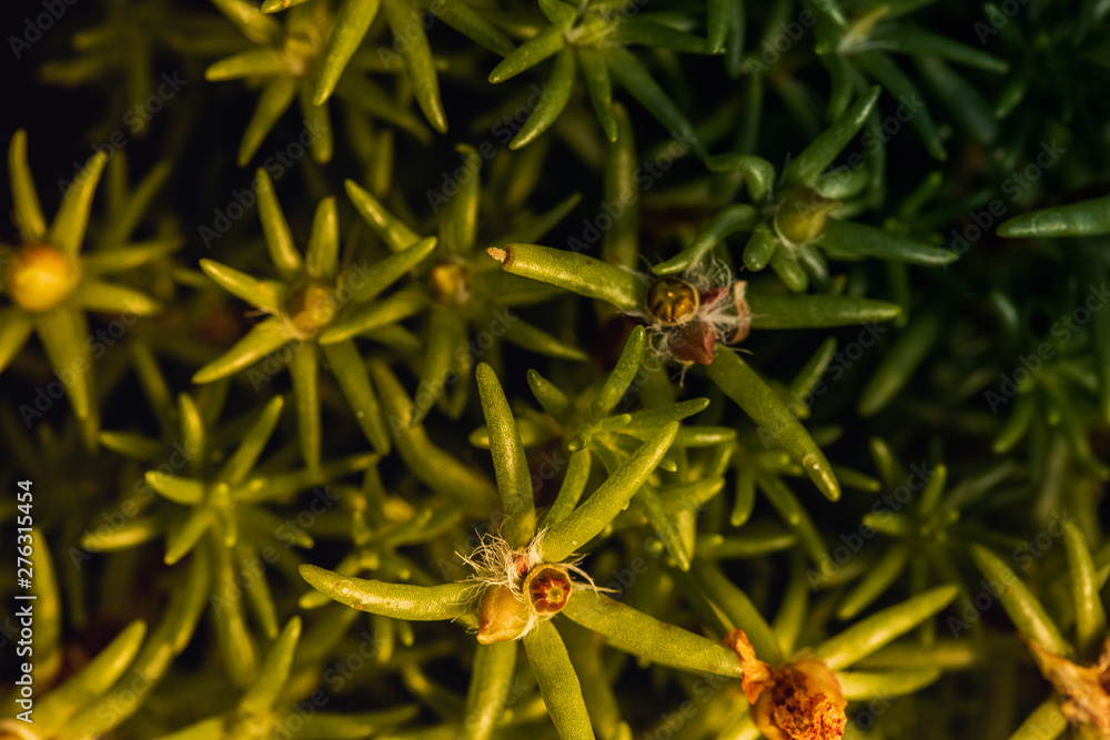 Macro Photography. Colorful flowers in bloom Macro Photography. Colorful flowers in bloom