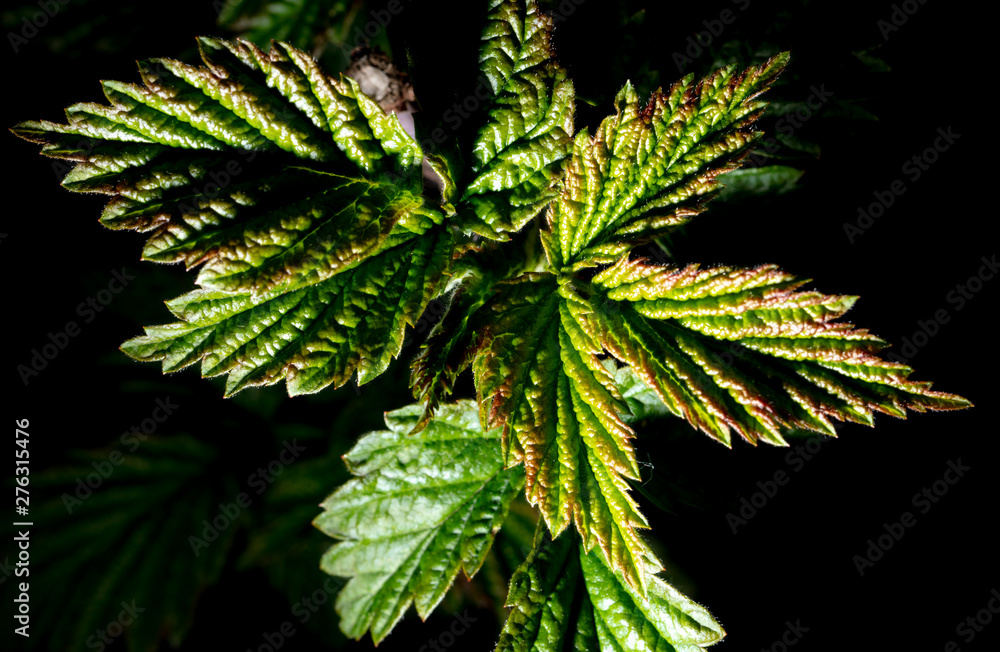 Leaves on spring plant branch on black background Leaves on spring plant branch on black background