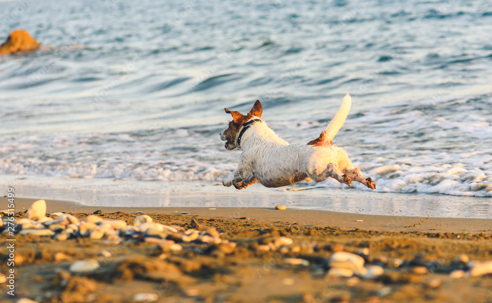 Will My Dog Run Away At The Beach