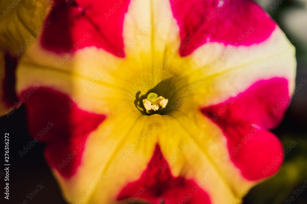 Macro Photography. Colorful flowers in bloom Macro Photography. Colorful flowers in bloom