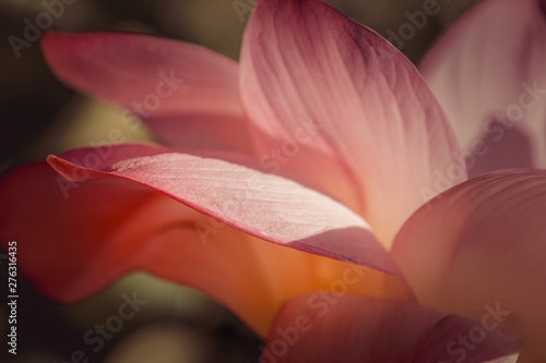 Fototapeta Naklejka Na Ścianę i Meble -  The lotus valley. Beautiful pink flower in the sunlight.