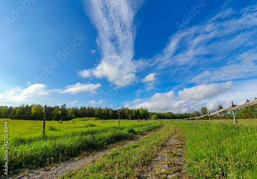 Colorful Swedish summer fie...
