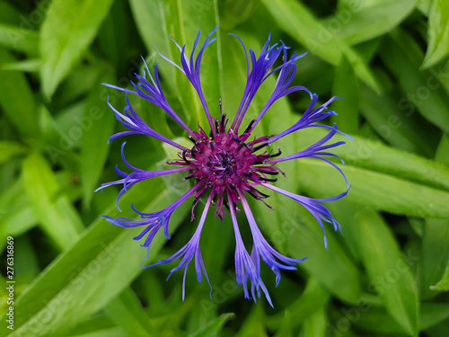 Close up of blue  purple cornflower or bachelor s button flower with green background  Centaurea cyanus.