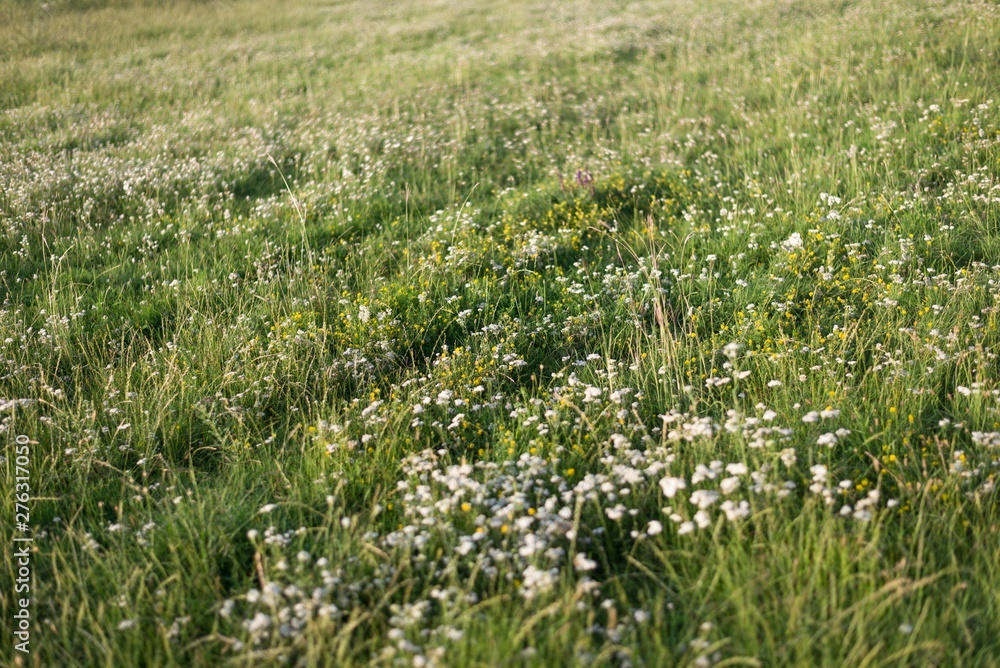 Fototapeta premium field of flowers