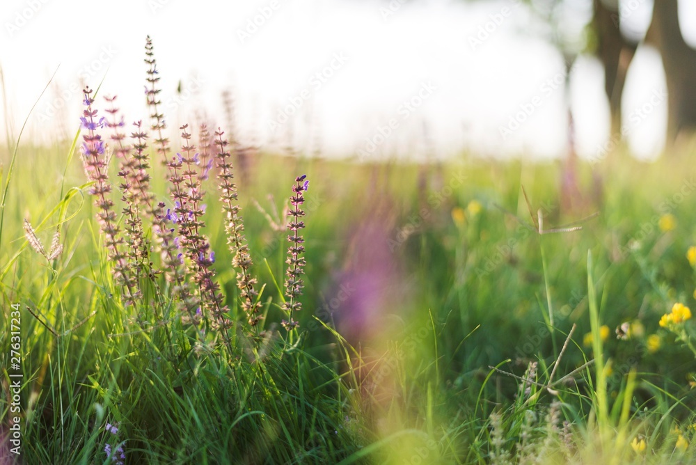 grass field with plant isolated