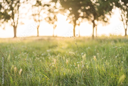 summer tall grass in field