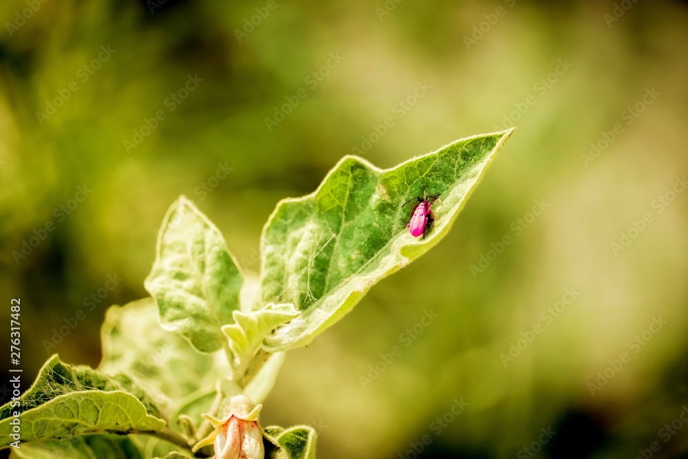 Leaf with insects Leaf with insects