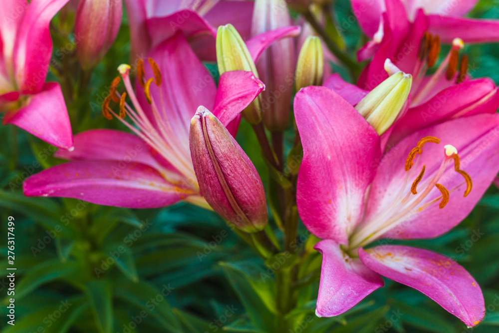 Pink Lily Scientists consider the birthplace of the Lily Asia. The creation of new varieties of lilies began in Japan