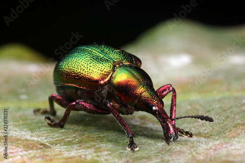 Rhynchites auratus la leaf