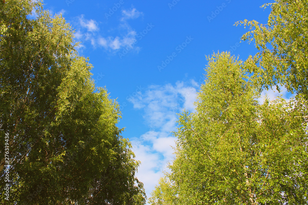 High beautiful birch. Background. Landscape.