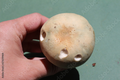 Russula virescens,  a beautiful green russula, commonly Greencracked Brittlegill edible mushroom on green background, very tasty, macro photography  photo