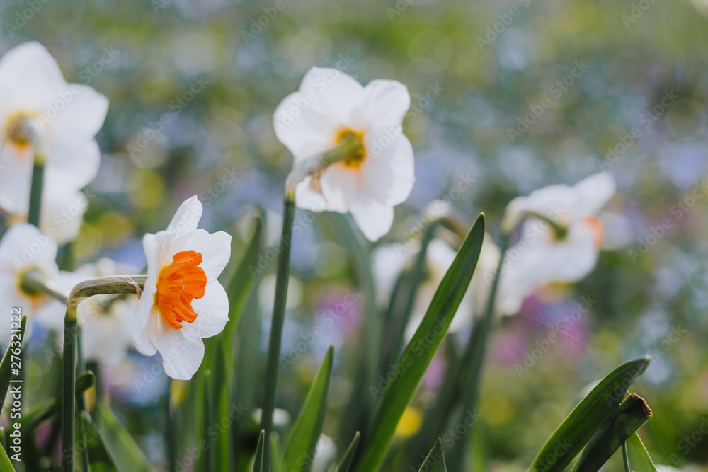 Fototapeta premium White daffodils with bright orange center in spring park with soft focus